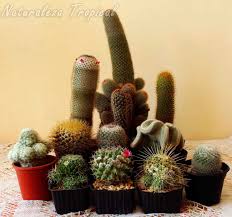 Si es la primera vez que vas a adquirir una planta o no tienes mucho tiempo para cuidarlas, los cactus son ideales, porque no requieren muchos cuidados y no necesitan riegos constantes. Ventajas De Coleccionar Cactus Del Genero Mammillaria