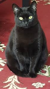 If you're going to share your home with a cat, you'll need to deal with some level of cat hair on your clothes and in your house. Brooklyn Ny Female Black Cat For Adoption Meet Jojo