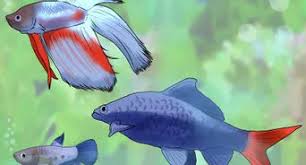 How often should i feed my pleco zucchini. 3 Ways To Feed A Pleco Wikihow