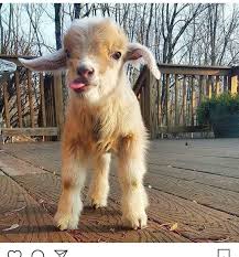 Maybe you would like to learn more about one of these? Exotic Pet Stores In Nj