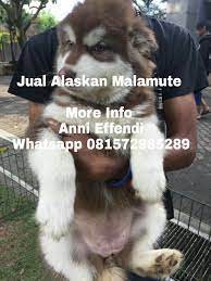 The alaskan malamute was originally selected for heavy pulling in long distances. 13 Ide Jual Alaskan Malamute Thailand Anjing Sahabat Pug