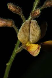 Image result for Rhynchosia viscosa