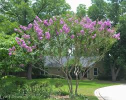 All in all not a bad crape myrtle. Purple Crape Myrtles Lee Ann Torrans Gardening