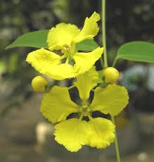 Image result for Janusia