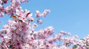 Maybe you would like to learn more about one of these? Flowering Crabapples For Year Round Interest Mulhall S