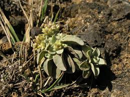 Image result for Helichrysum schimperi