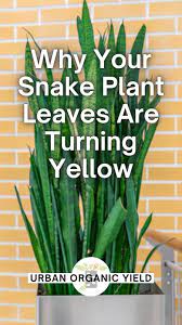 Why My Snake Plant Has Yellow Leaves And How To Fix It Pinterest