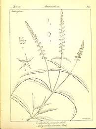 Image result for Centrostachys