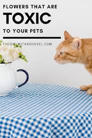 Maybe you would like to learn more about one of these? Common Flowers That Are Toxic To Pets Dog Safe Plants Pets Popular House Plants