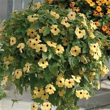 Image result for Thunbergia