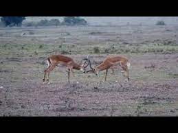 cok dersler alacagimiz bir video youtube animals horses tri