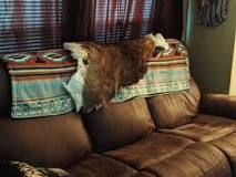 Image result