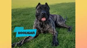 Please contact us about any of the listed dogs for more information. 7 Month Old Presa Canario Hooligan From Novice To E Collar Expert Youtube