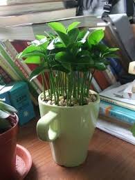 Plant Lemon Seeds From Your Lemons Lemon Leaves Smell So Good For Kitchen Bathroom Or Any Place In The House Plants Lemon Seeds Planting Flowers