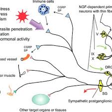 American nursing assistants and companions, inc. Pdf Ngf Dependent Neurons And Neurobiology Of Emotions And Feelings Lessons From Congenital Insensitivity To Pain With Anhidrosis