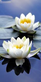 Free for commercial use no attribution required high quality images. Lotus White Wallpaper Flowers