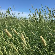 Image result for Phalaris