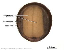 Image result for Dichilus