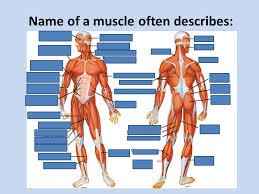 The interactive muscle anatomy diagram shown below outlines the major superficial (i.e. Names Of Muscles Diagram Quizlet