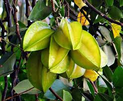 Diese anschließend mit warmen wasser abgewaschen und auf küchenpapier etwas abgetrocknet. Karambole Kalorien Und Nahrwerte Der Averrhoa Carambola