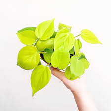 Plant Attic On Instagram Philodendron Hederaceum Lemon Lime I Ve Been Neglecting It But Seems To Be Growing Really Quick I In 2020 Plants Philodendron Lemon Lime