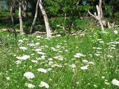 10 skokie il images house search north shore chicago medical library pinterest