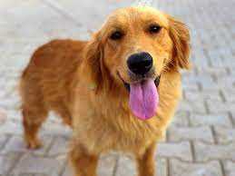 Maybe you would like to learn more about one of these? Golden Retriever Rescues In Colorado Adopt A Golden Retriever Near You Golden Hearts