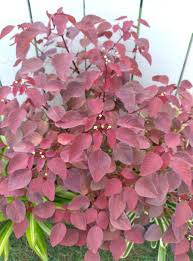 Image result for Euphorbia cotinifolia