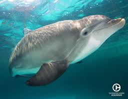 Nicholas Is The Biggest Dolphin We Have Here At Clearwater Marine Aquarium Clearwater Marine Aquarium Marine Aquarium Dolphins