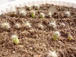 Cactus are starting to gain popularity, and it's no wonder! Full Guide On Cactus Propagation From Pups Seeds Cuttings Terrarium Planting Guide