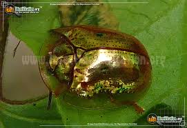 Hard shell bugs in michigan. Golden Tortoise Beetle Charidotella Sexpunctata