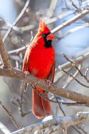 Red Birds That Look Like Cardinals Northern Cardinal Blank Note Card Birds Cardinal Birds Red Birds