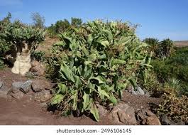 Image result for Cyphostemma montanum