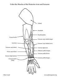 What does the sartorius do, and what injuries or conditions may affect the sartorius? Anatomy Muscle Coloring Pages 35 Images Muscles Of The Arm And Forearm Posterior Muscles Of The Thigh And Hip Posterior Coloring Coloring Page