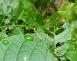 今年もカマキリベビーが姿を見せてくれました O ネコ様とガーデニング 楽天ブログ
