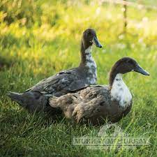 Females also tend to get white feathers as a result of laying eggs, whereas males tend to stay ever green. Murray Mcmurray Hatchery Blue Swedish Ducks