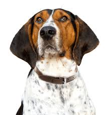 Remington bluetick coonhound pups making a fuss. Treeing Walker Coonhound Puppies For Sale Adoptapet Com