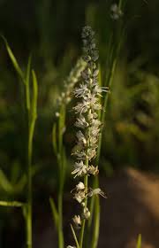 Image result for Chlorophytum longifolium