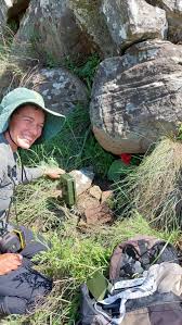 Image result for Streptocarpus myoporoides