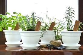 Son ideales para platillos que no requieren mucho tiempo de cocción. 10 Plantas Aromaticas Para La Cocina Usos Y Beneficios