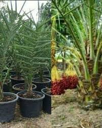 Jika 10 tahun yang lalu, tidak pernah dapat kita lihat pokok kurma melainkan pokok sawit tetapi hari ini. Anak Pokok Kurma Siam Hybrid Shopee Malaysia