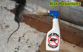 How to get rid of rats in your house fast. Safe Ways To Get Rid Of Rats Rat Repellent Getting Rid Of Rats Pest Control