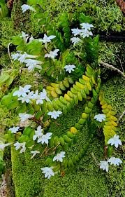 Image result for Angraecum distichum
