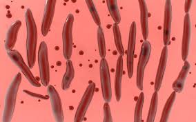Pour le botulisme, apparemment seulement quelques études montreraient la présence clostridium botulinum dans le miel. Le Botulisme En 6 Points A La Une Destination Sante
