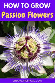 How To Grow Passion Flowers These Are My Best Tips For Growing Beautiful Passion Flower Plants In You Passion Flower Blue Passion Flower Passion Flower Plant