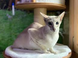 Quick action and personal involvement in the recovery process are key components of recovering your lost pet. Help Find The Lost Cat Kobe Katzenworld