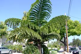 Image result for Caryota