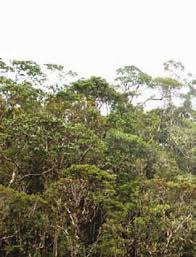 Image result for Phylica emirnensis