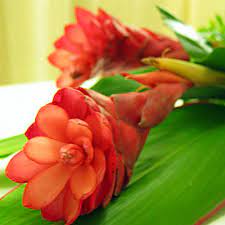 Ginger Flower Chinese Menu Best Flower Wallpaper