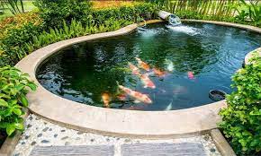 A pond is an area filled with water, either natural or artificial, that is smaller than a lake. Create And Maintain A Healthy Pond Ecosystem